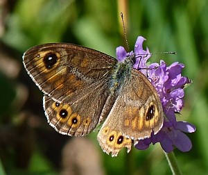 Large Wall Brown - Lasiommata maera © Teresa Farino